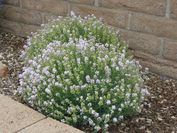 Photo of lavender flowers